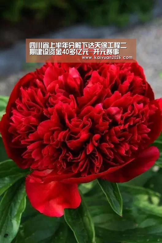 四川省上半年分解下达天保工程二期建设资金40多亿元-开元赛事(图2) 开元体育